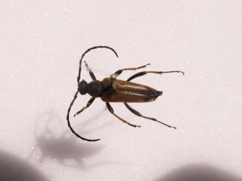 Stictoleptura rubra