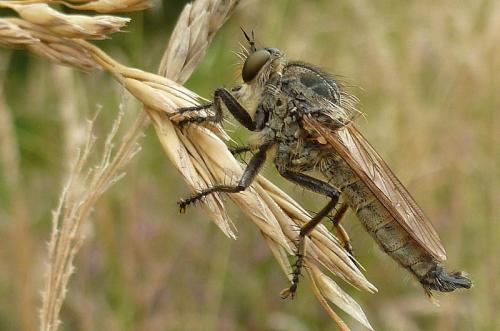 Machimus sp.