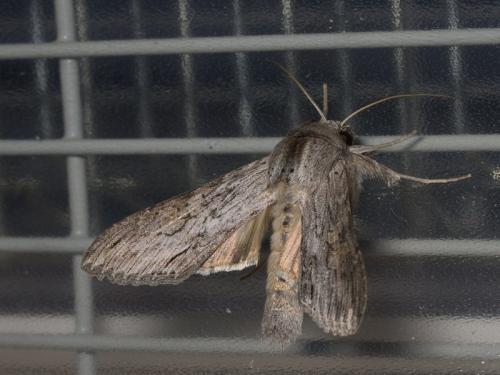 Réf. 108 127 : Cucullia dracunculi