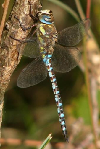 Réf. 108 538 : Aeshna mixta