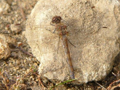 Sympetrum striolatum