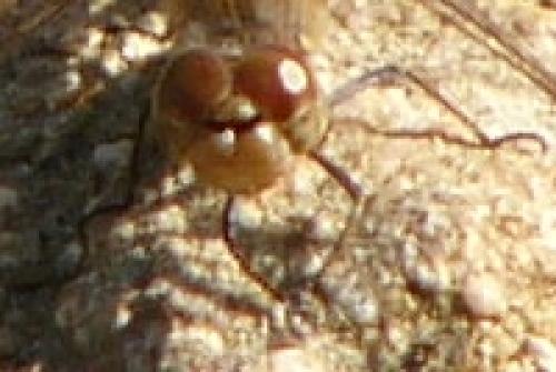 Sympetrum striolatum