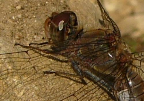 Sympetrum striolatum