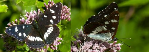 Limenitis reducta