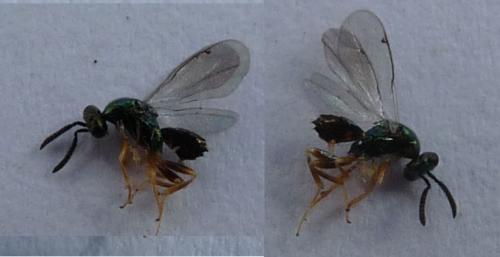 Toryminae