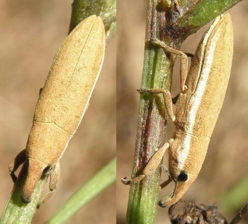 Lixus sp.