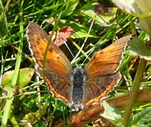 Lycaena hippothoe