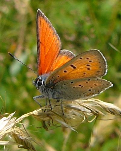 Réf. 108 657 : Lycaena hippothoe