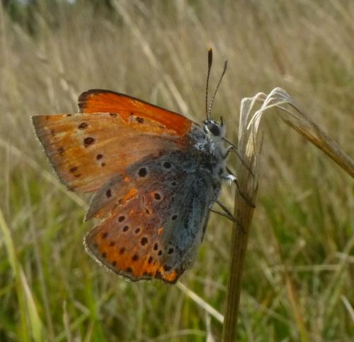 Réf. 108 085 : Lycaena dispar