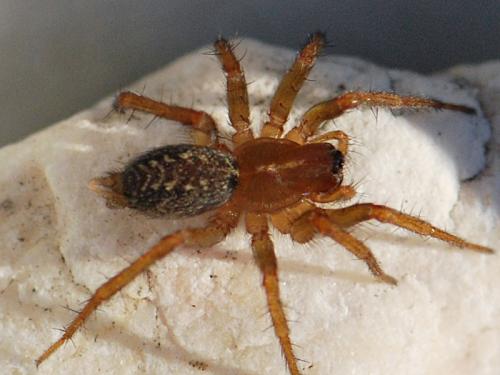 Lycosoides coarctata