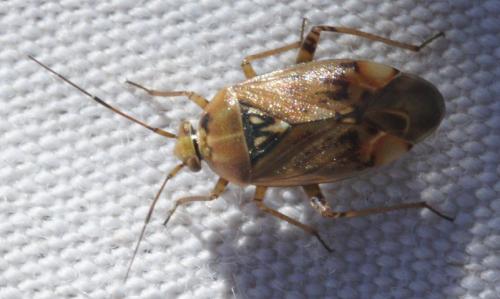 Lygus sp.