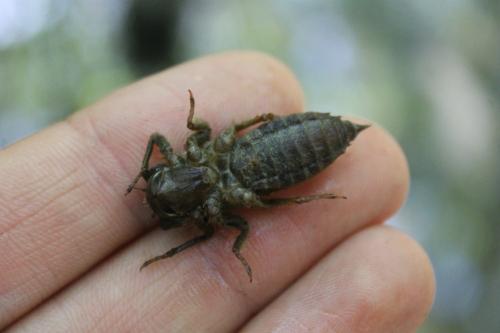Cordulegaster boltonii