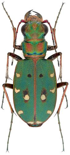 Réf. 108 228 : Cicindela maroccana pseudomaroccana