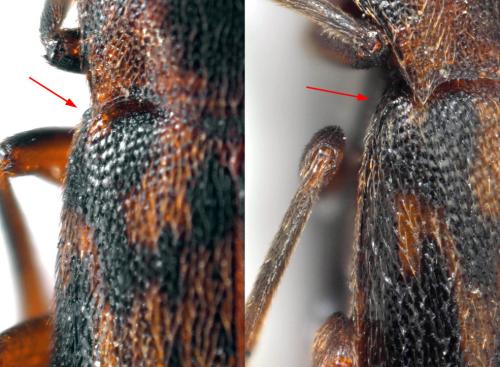 Marolia leseigneuri