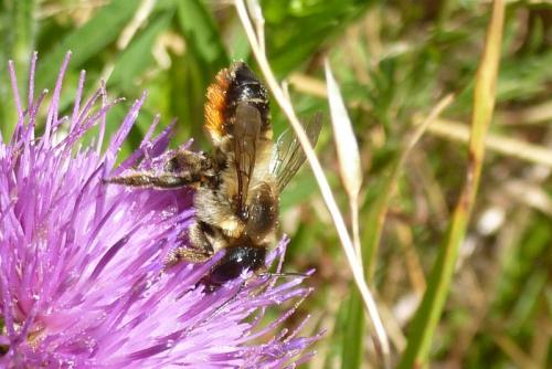 Réf. 108 530 : Megachile sp.