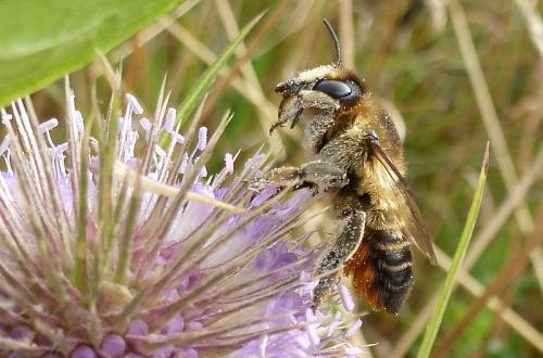 Megachile sp.