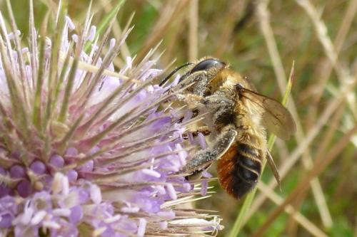 Megachile sp.