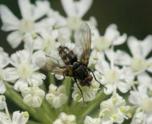 Meigenia sp.
