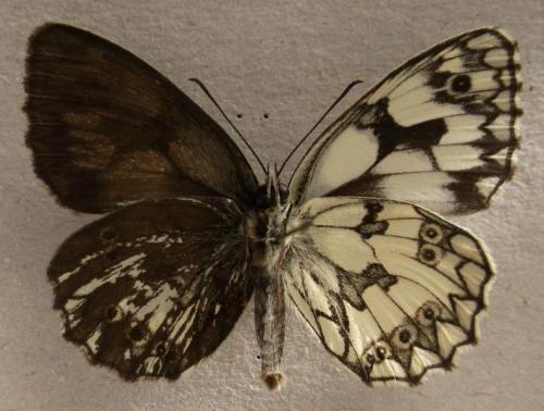 Melanargia galathea