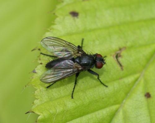 Melanomya nana
