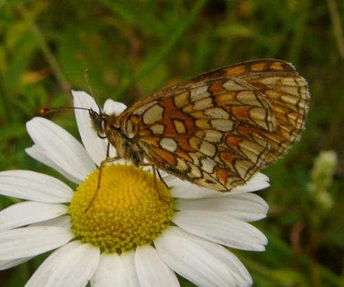 Melitaea sp.