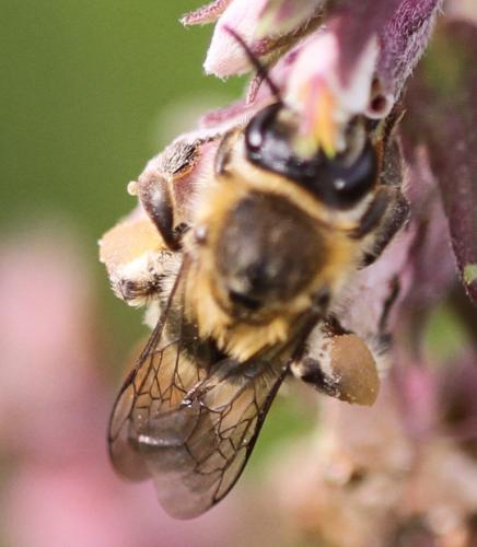 Melitta tricincta