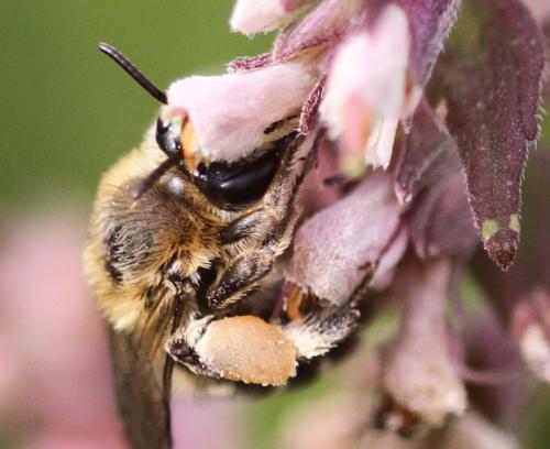 Melitta tricincta