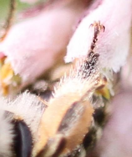 Melitta tricincta