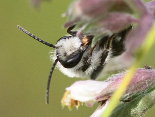 Melitta tricincta