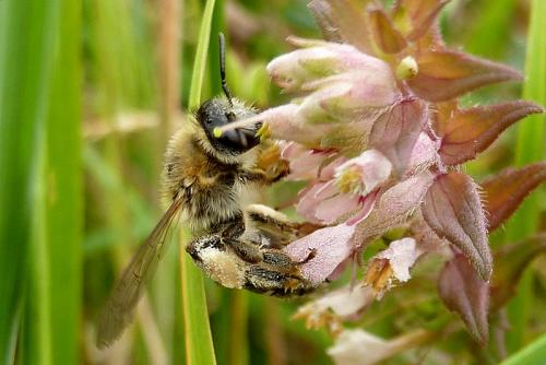 Melitta tricincta