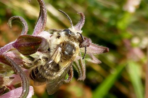 Melitta tricincta