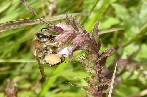 Réf. 108 897 : Melitta tricincta