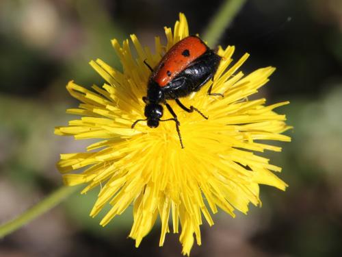 Réf. 108 486 : Mylabris quadripunctata