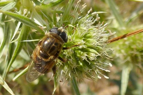 Réf. 108 098 : Merodon trochantericus