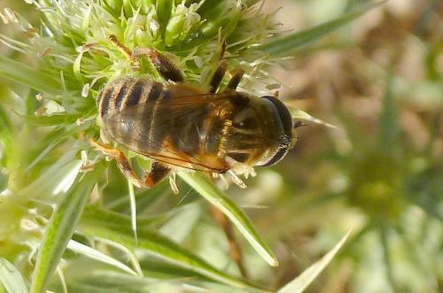 Réf. 108 099 : Merodon trochantericus