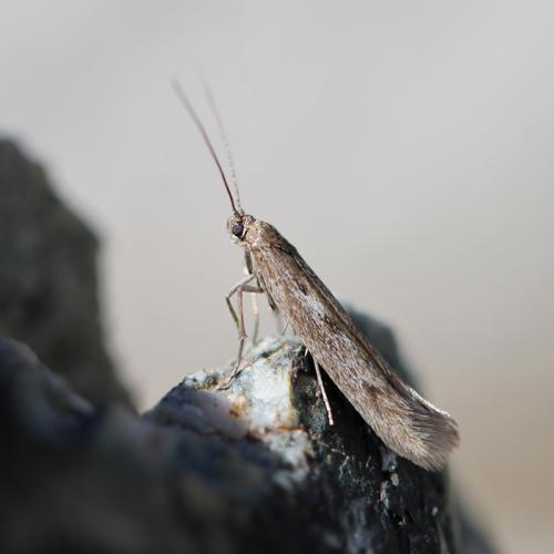Réf. 108 886 : Scythris sp.