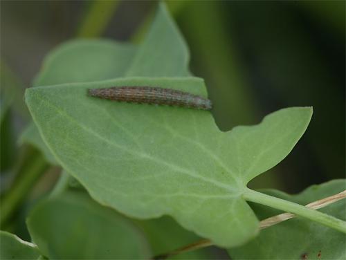 Réf. 108 653 : Salebriopsis albicilla