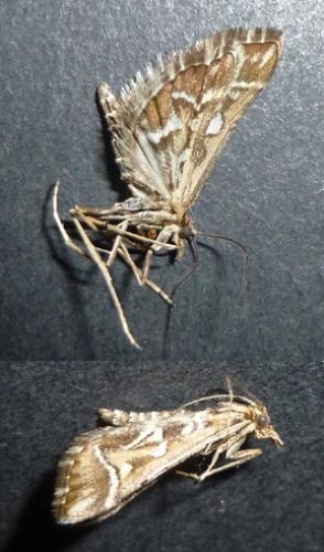 Diasemia reticularis