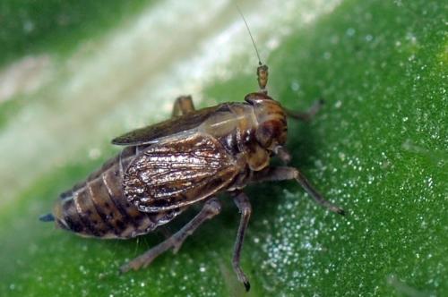 Muellerianella sp.