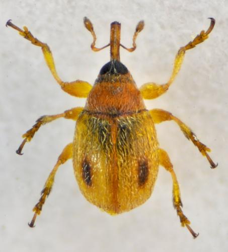 Hypophyes pallidulus