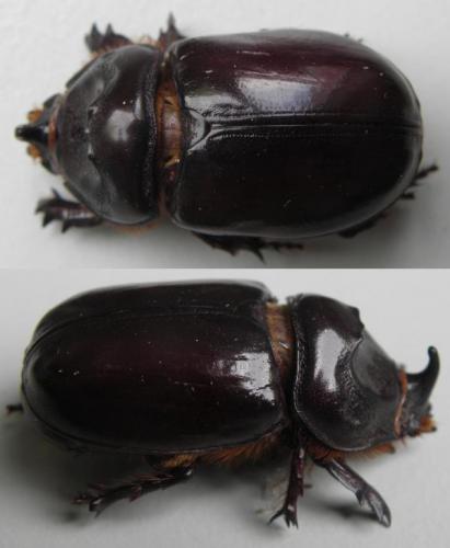 Oryctes nasicornis