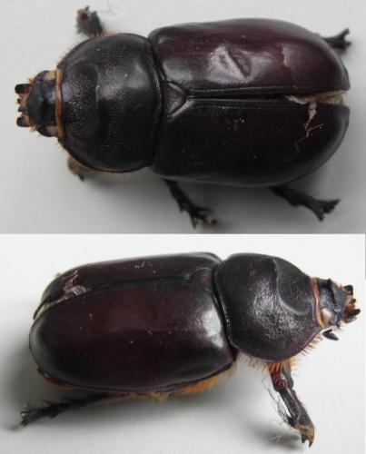 Oryctes nasicornis