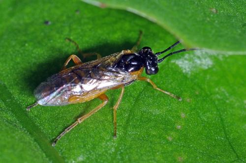 Réf. 108 398 : Nematinae inconnu