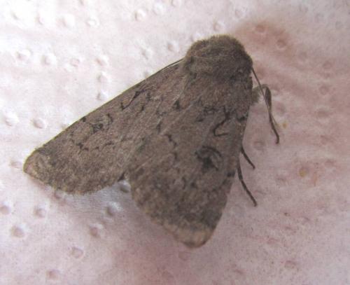 Réf. 108 405 : Graphiphora augur