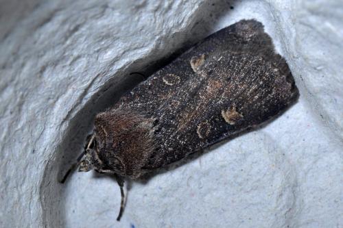 Xestia xanthographa