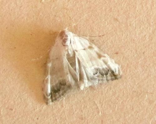 Réf. 108 709 : Nola chlamitulalis