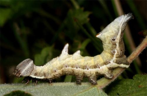 Notodonta ziczac