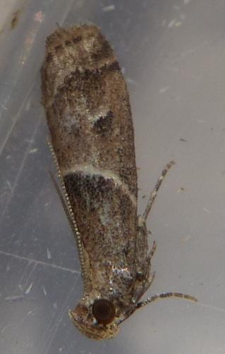 Réf. 108 422 : Nyctegretis ruminella