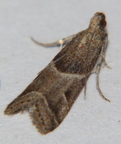 Réf. 108 423 : Nyctegretis ruminella