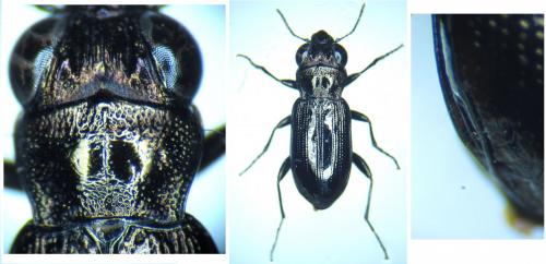 Notiophilus aestuans